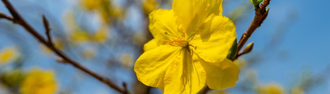 A yellow tulip points at the sky on a brand against a blue sky; yellow marks the Hogan Lovells pro bono practice and work