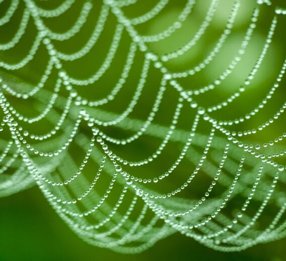  A close-up of a dewy spider web against a blurred green backdrop