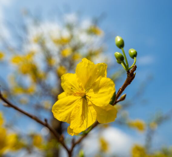  A yellow flower blooming representing hope and pro bono work